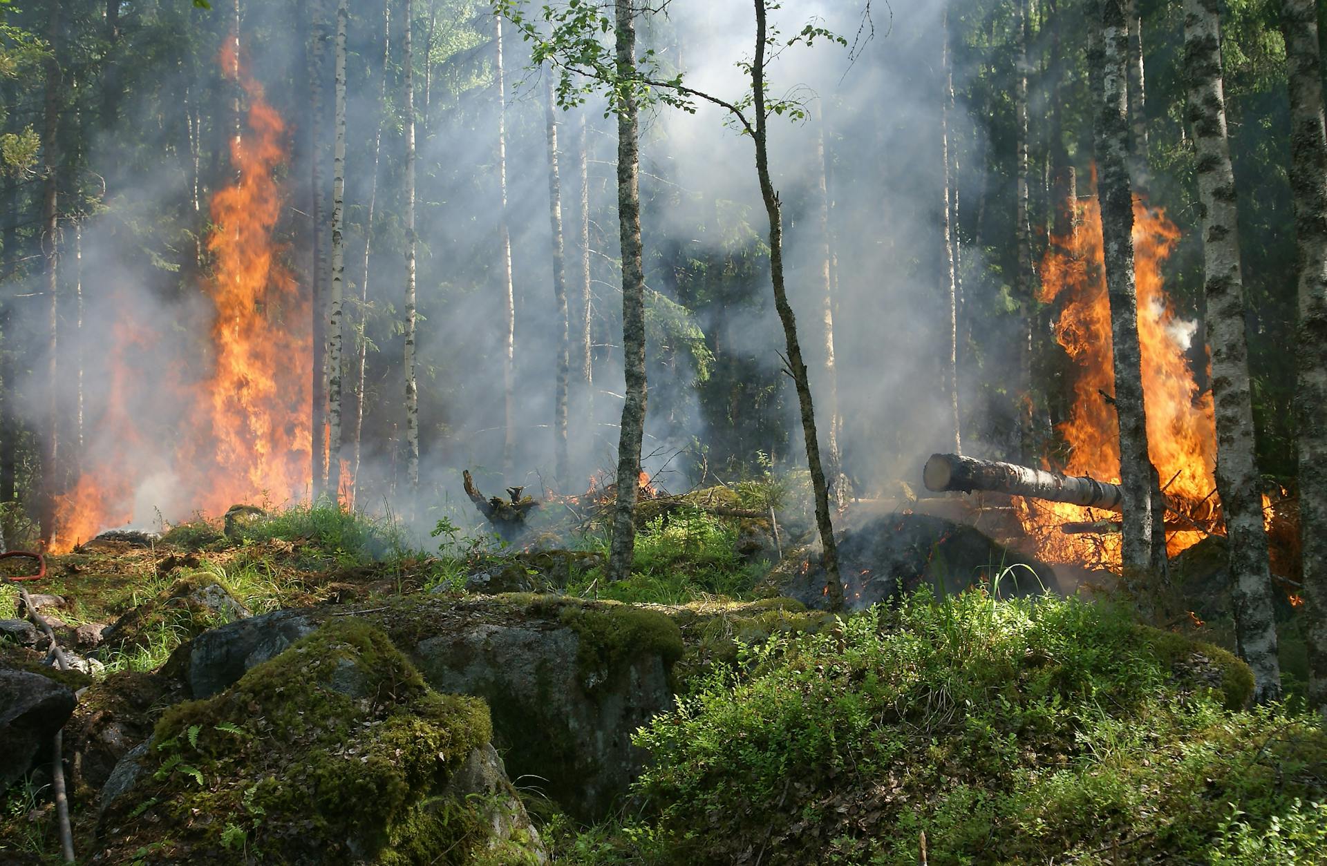 Wildfire burning in a BC forest with thick smoke rising into the sky