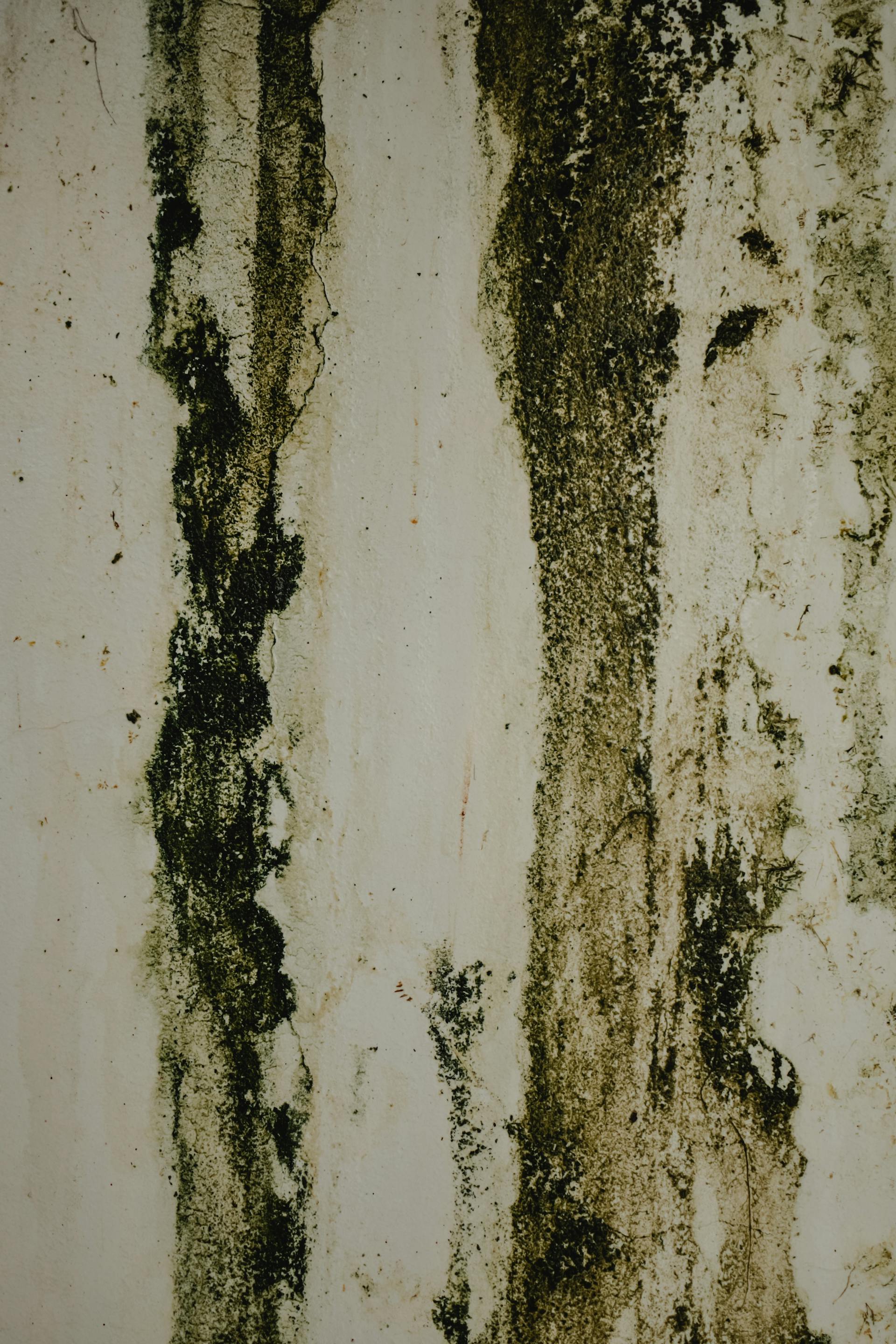 Mould growth on an interior wall