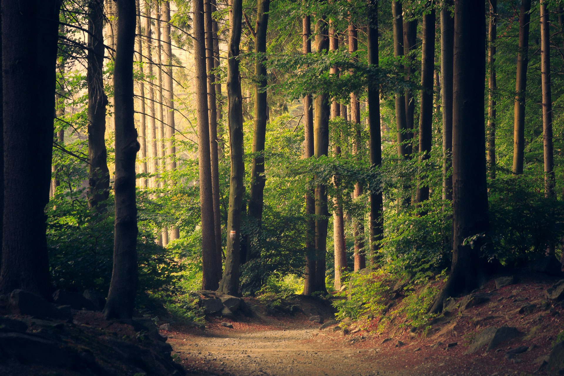 Sunlit trail through a coniferous forest
