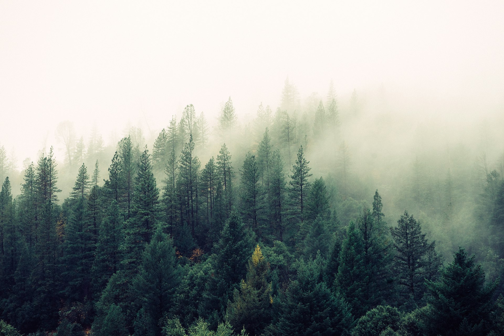 Mist over a coniferous forest